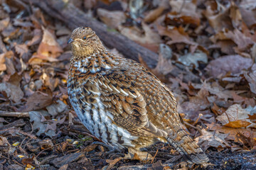 Close up of a Ruffed Grouse (Bonasa umbellus) perched on the leaf covered ground during autumn.