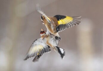 dzikie szczygły © dejuna