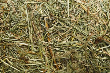 fresh hay dry grass for domestic animals feeding, close-up view © nikkytok