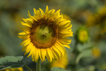 sunflower in the field