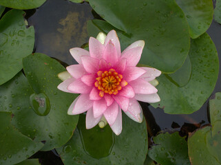 A close shot of beautiful Pink and white Lotus Flower or waterlily  with green leaf in in pond