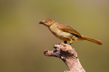 Sombre Greenbul (Andropadus importunus) sitting  in Zimanga game reserve in South Africa