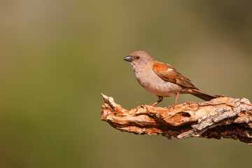 Southern Grey-headed Sparrow (Passer diffusus) sitting in Zimanga Game Reserve in Kwa Zulu Natal in South Africa