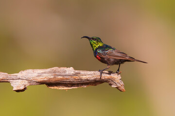 Marico Sunbird (Cinnyris mariquensis) sitting on a branch, in a  Game Reserve, South Africa