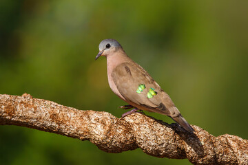 Emerald-Spotted Wood Dove or Green-spotted dove (Turtur chalcospilos) sitting on a branch in Zimanga  Game Reserve in Kwa Zulu Natal  in South Africa - obrazy, fototapety, plakaty