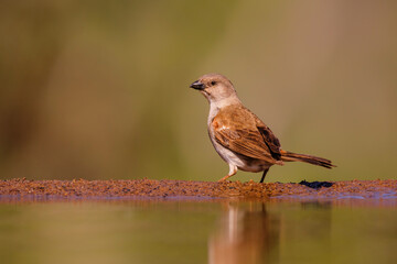 Southern Grey-headed Sparrow (Passer diffusus) sitting in Zimanga Game Reserve in Kwa Zulu Natal in South Africa