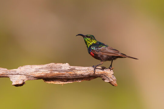 Marico Sunbird (Cinnyris mariquensis) sitting on a branch, in a  Game Reserve, South Africa