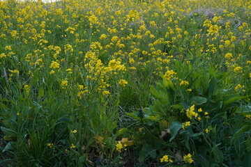 菜の花畑