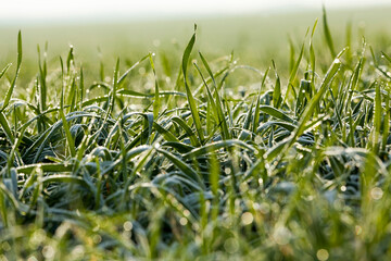 wheat with ice crystals