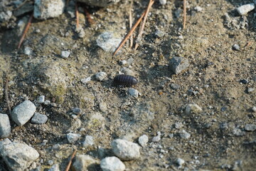 地面を這うダンゴムシ