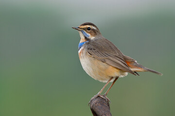 Big and fat look of brown bird with blue feathers on its chest perching against cold weather in winter, bluethroat