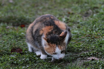 Cat eats a mouse © Jiri