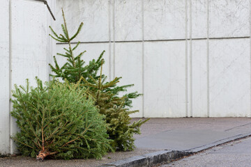 In winter, after Christmas, there are three used and old Christmas trees on the street, leaning...