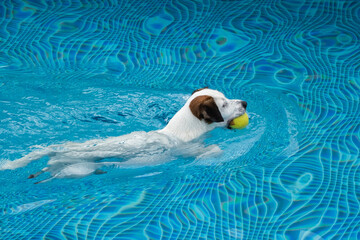 Obraz premium dog in the pool