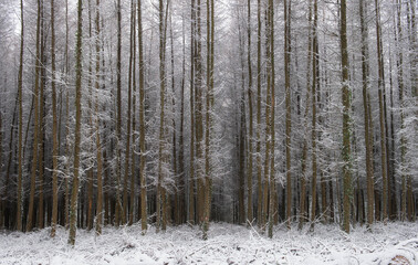 Deciduous Larch Trees (Larix decidua) Covered in Winter Snow in a Forest in Rural Devon, England, UK