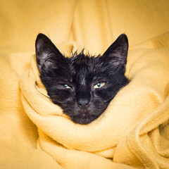 close-up of a funny wet little black cat or kitten wrapped in a blanket