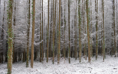 Deciduous Larch Trees (Larix decidua) Covered in Winter Snow in a Forest in Rural Devon, England, UK
