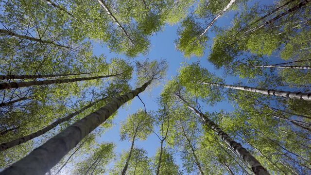 Camera looks up and moves slowly under trees. Tree branches and leaves against blue sky. Gauja National Park. Latvia