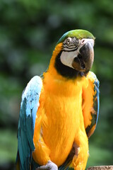 ルリコンゴウインコ