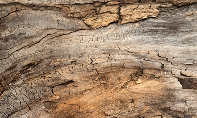 background old wood texture wood rotten dry