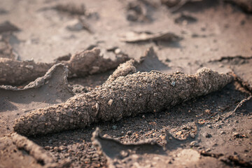 Soil texture with dried twisted edges. Concept of climate change, global warming effect