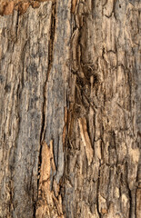 background old wood texture wood rotten dry