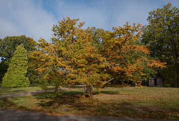 Obraz premium Bright Yellow Autumn Coloured Leaves of a Golden Larch Tree (Pseudolarix amabilis) Growing in a Garden in Rural West Sussex, England, UK