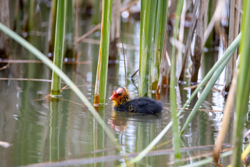 One nestling fulica atra bird swims in a pond among the reeds. Green reeds are reflected in the water.