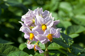 Obraz premium varieties of potato plants