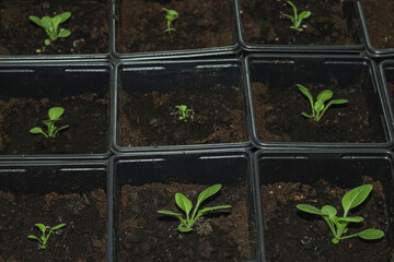 Young flower petunia seedlings in small plastic pots on blue background.