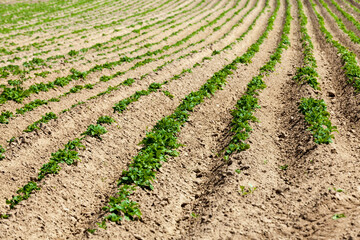 varieties of potato plants