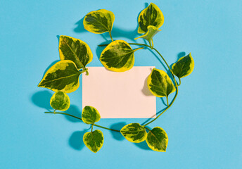 Top view of green leaves and shadows on the color of the blue sky. The apartment was lying. Minimal summer concept with a list. Creative copispace with paper frame.