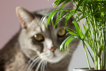 Modern houseplant Chamaedorea elegans palm close-up on the background of a blurry image of a cat.The concept of damage from pets