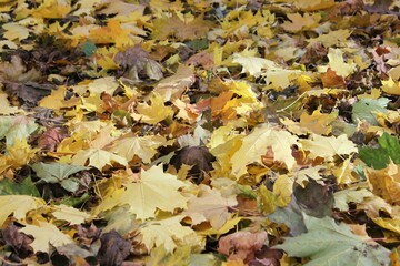 Autumn yellow leaves on the ground, very beautiful color.