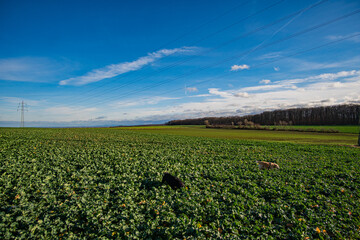green field at billiger berg near eiffel in the sun at euskirchen, germany