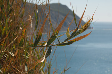 mountain on the background of the sea