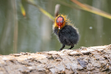One nestling fulica atra stands on a log against the backdrop of a pond.