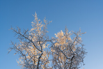 Tops of birches in snow in frosty clear blue sky and in sunlight on winter day