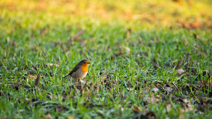 European robin