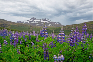 Lupinen in Island