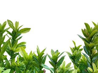 plant wall isolate on white background with clipping path