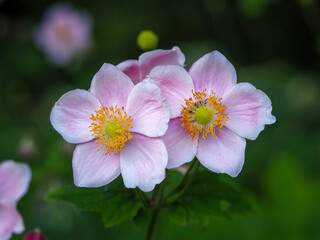 Closeup of two pretty little pink anemone flowers in a garden