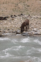 Fototapeta premium waves and rocks