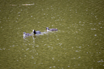 Fulica atra birds swim in a green pond.