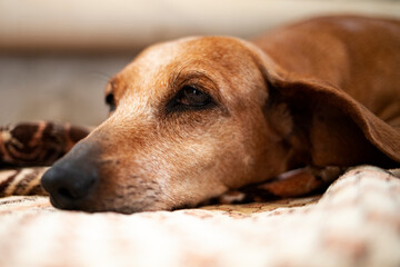 Close-up portrait of an old dachshund resting in the house.