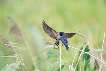 An adult barn swallow (Hirundo rustica) feeding its family that is perched on a branch.