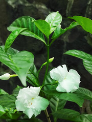 White Jasmine 