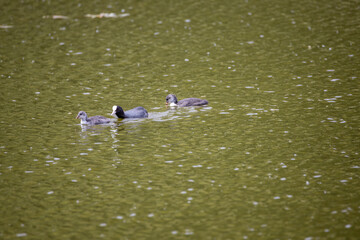 Fulica atra birds swim in a green pond.
