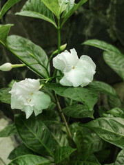 Obraz na płótnie Canvas white Jasmine in the garden