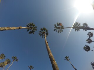 palm trees